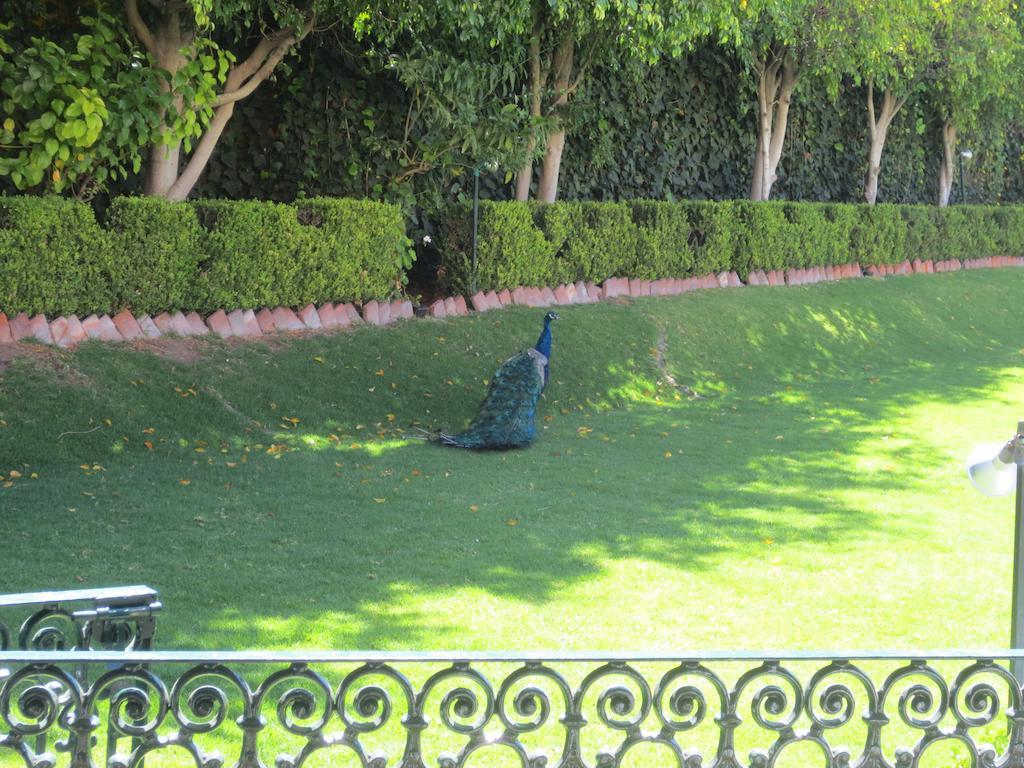 Gran Hotel Hacienda De La Noria Aguascalientes Esterno foto Peacock at the residence